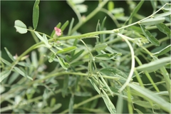 Indigofera parviflora